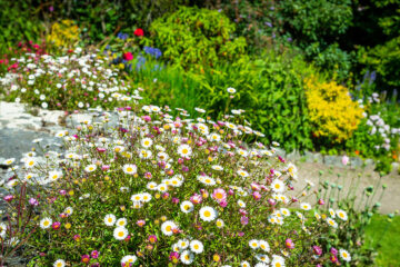 Comment fleurir un talus