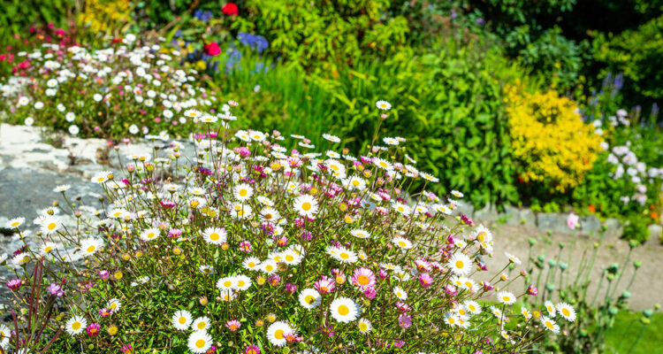 Comment fleurir un talus