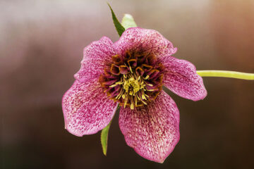 calendrier lunaire du 1er mars 2022