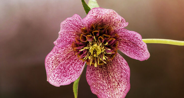 calendrier lunaire du 1er mars 2022