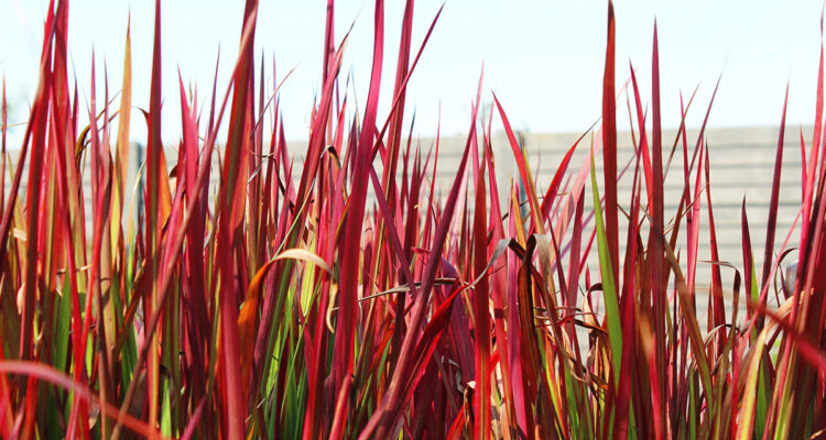 L'herbe sanglante