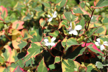 Houttuynia à feuilles en cœur