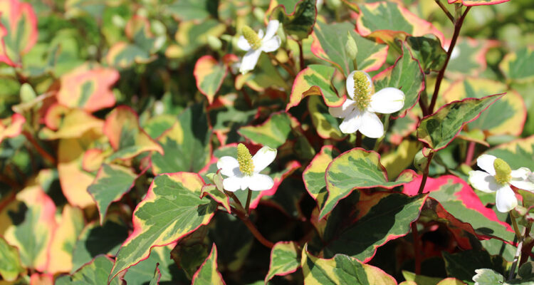 Houttuynia à feuilles en cœur