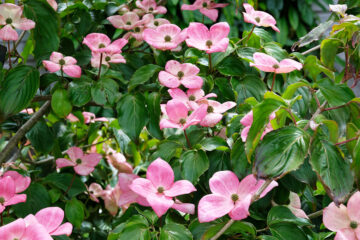 Calendrier lunaire du 31 mars 2022