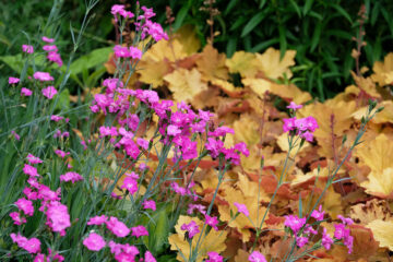 Tout savoir sur les œillets vivaces