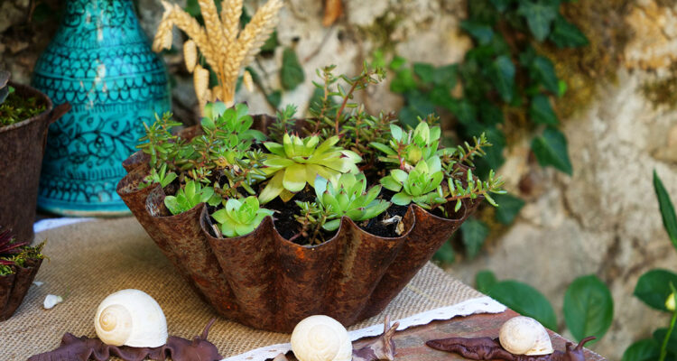 jouez avec les petites succulentes