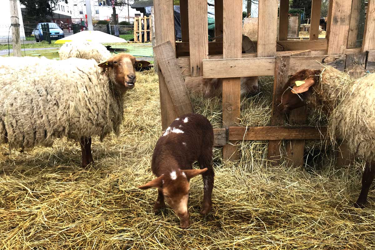 Les moutons de la Bergerie des Malassis