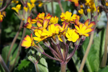 Calendrier lunaire du 29 mars 2022