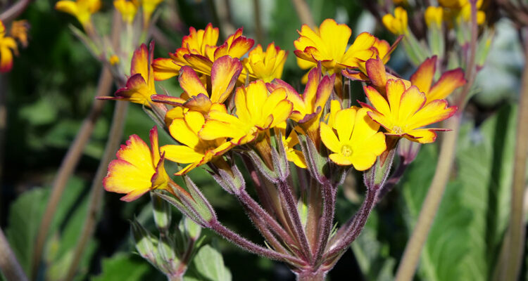 Calendrier lunaire du 29 mars 2022