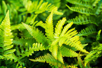 Le polystich, c'est fantastique