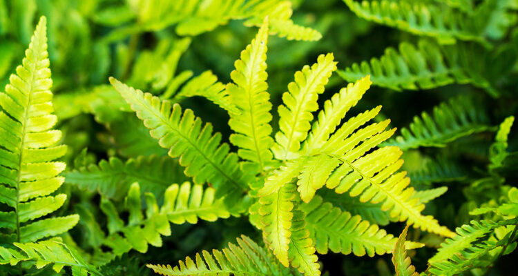 Le polystich, c'est fantastique