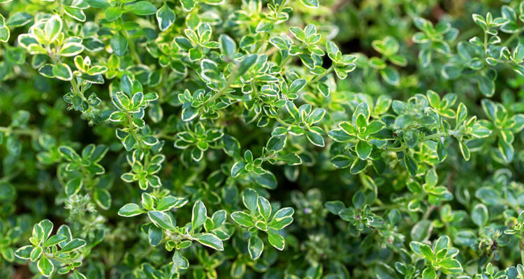 Les thyms préférés de Jean-Marc Parra