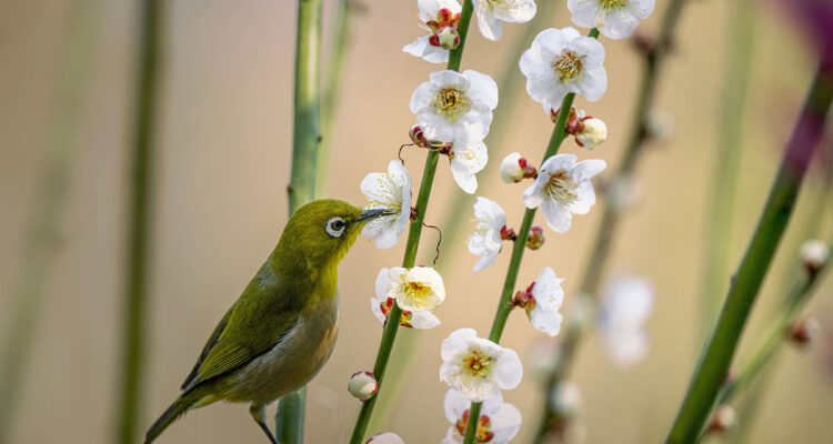 Calendrier lunaire du 21 mars 2022