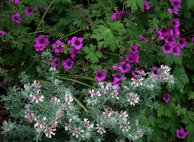 640px-Dorycnium_hirsutum_^_Geranium_Anne_Folkard_-_Flickr_-_peganum légumineuses arbustives