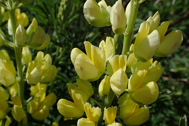 640px-Lupinus_arboreus_kz13 Légumineuses arbustives