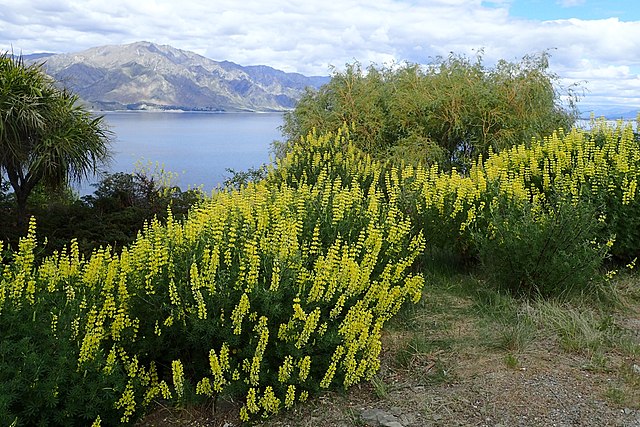 640px-Lupinus_arboreus_kz2 légumineuses arbustives