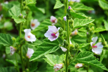 médicinale originale