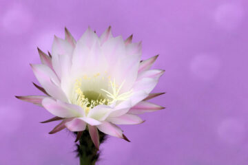 calendrier lunaire du 5 avril