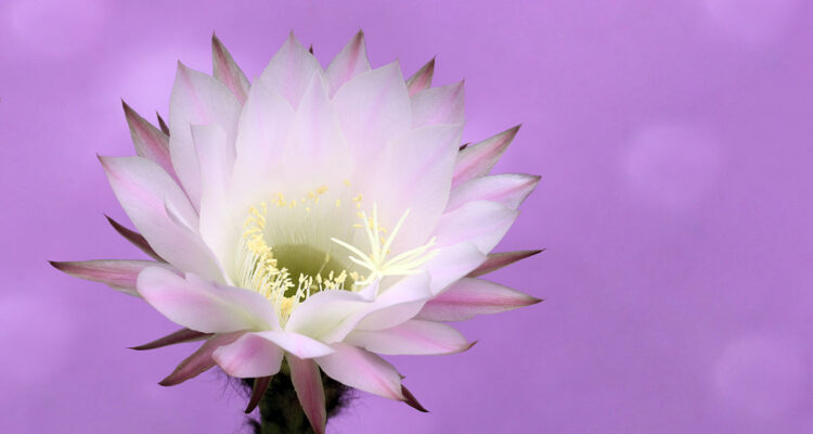 calendrier lunaire du 5 avril