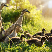 canard au jardin