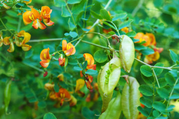 Légumineuses arbustives