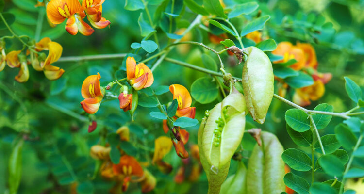 Légumineuses arbustives