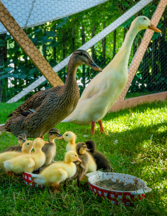 coureur indien- pwmotion -Edit un canard dans mon jardin