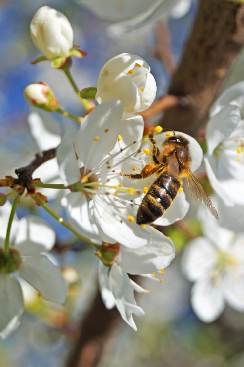 Depositphotos-abeille-ok_303384724_-mk_vera Abeille