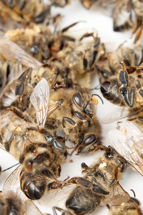 Depositphotos-abeilles-mortes-ok_145722107-PetroP Abeilles mortes