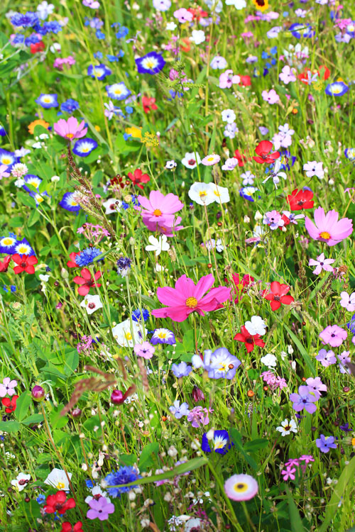Depositphotos-prairie-fleurie-ok_420138750_-nexus__ Prairie fleurie