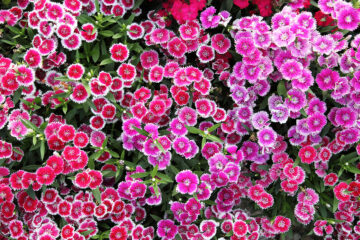 les œillets comestibles