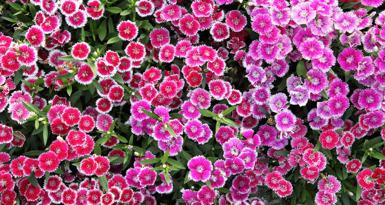 les œillets comestibles