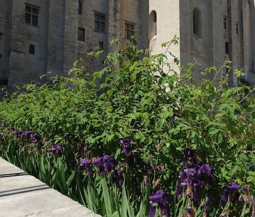Jardin du Palais - Palais des Papes Jardin du Palais - Palais des Papes