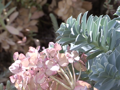 euphorbe de corse-Edit couvre-sol performant