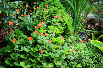 Tout sur la benoîte