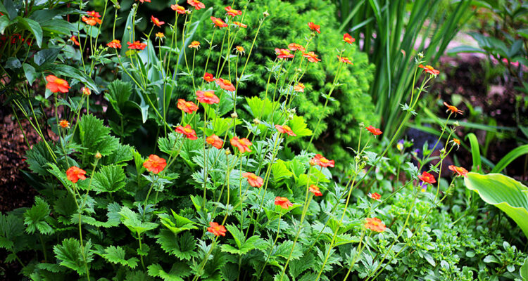 Tout sur la benoîte