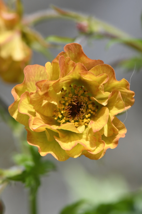 Benoite Tutti Frutti