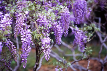 plantes à marcotter
