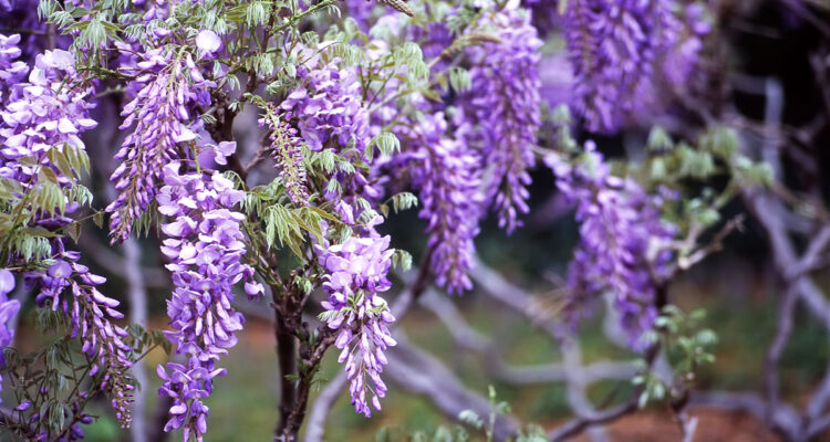 plantes à marcotter