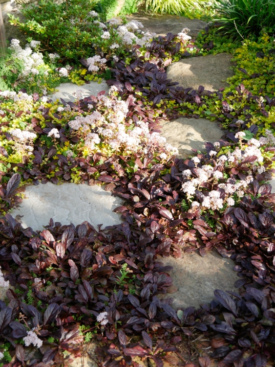 Guénolé et Gaston. Ajuga reptans pourpre. Dalle. Allée-Edit couvre-sols performants