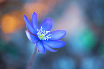 Calendrier lunaire du 20 avril 2022