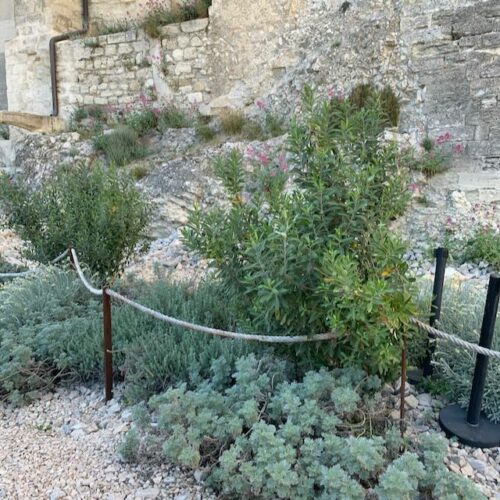 Jardin du Palais - Palais des Papes Jardin du Palais - Palais des Papes
