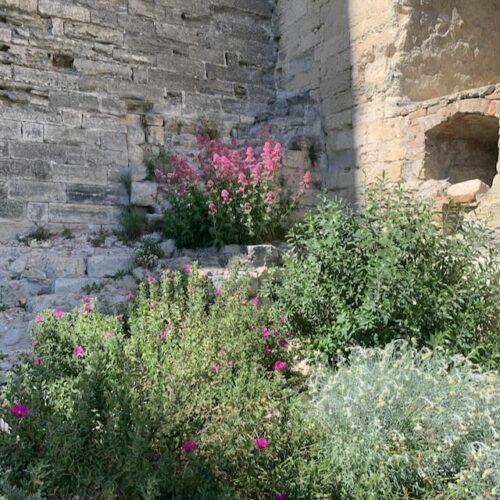 Jardin du Palais - Palais des Papes Jardins du Palais des Papes - Avignon