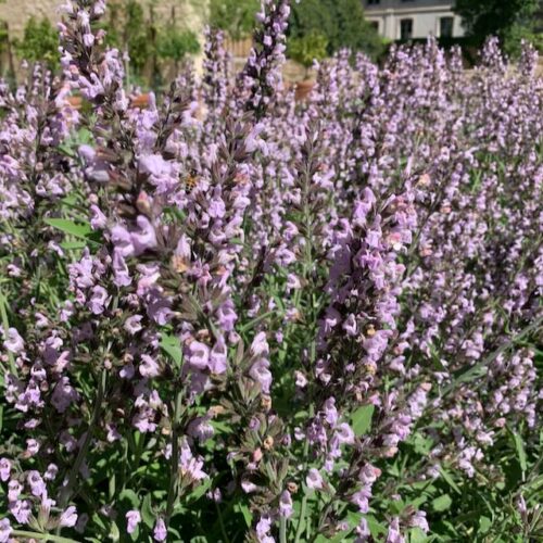 Jardin du Palais - Palais des Papes Jardin du Palais - Palais des Papes