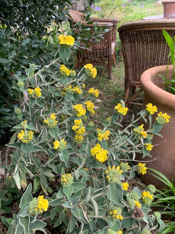 IMG_2097. Jardin de Bruno - phlomis - salon de jardin-Edit Jardin de Bruno Veyrat