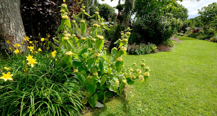cultiver les phlomis