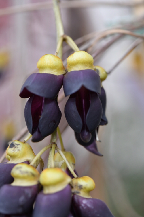 Jardin des Erythrines - Mucuna sempervirens-Edit Calendrier lunaire du 24 avril 2022
