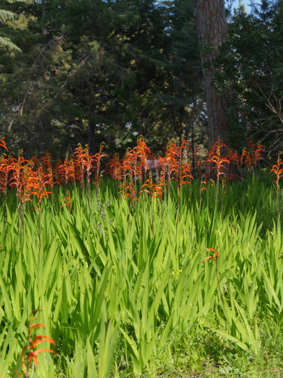 Jardin Thuret - chasmanthe latifolia-Edit calendrier lunaire du 25 mai 2022