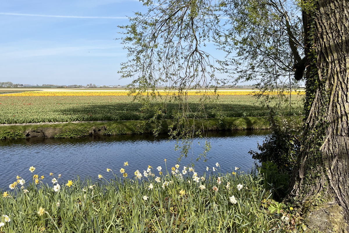 Canal et champs de tulipes