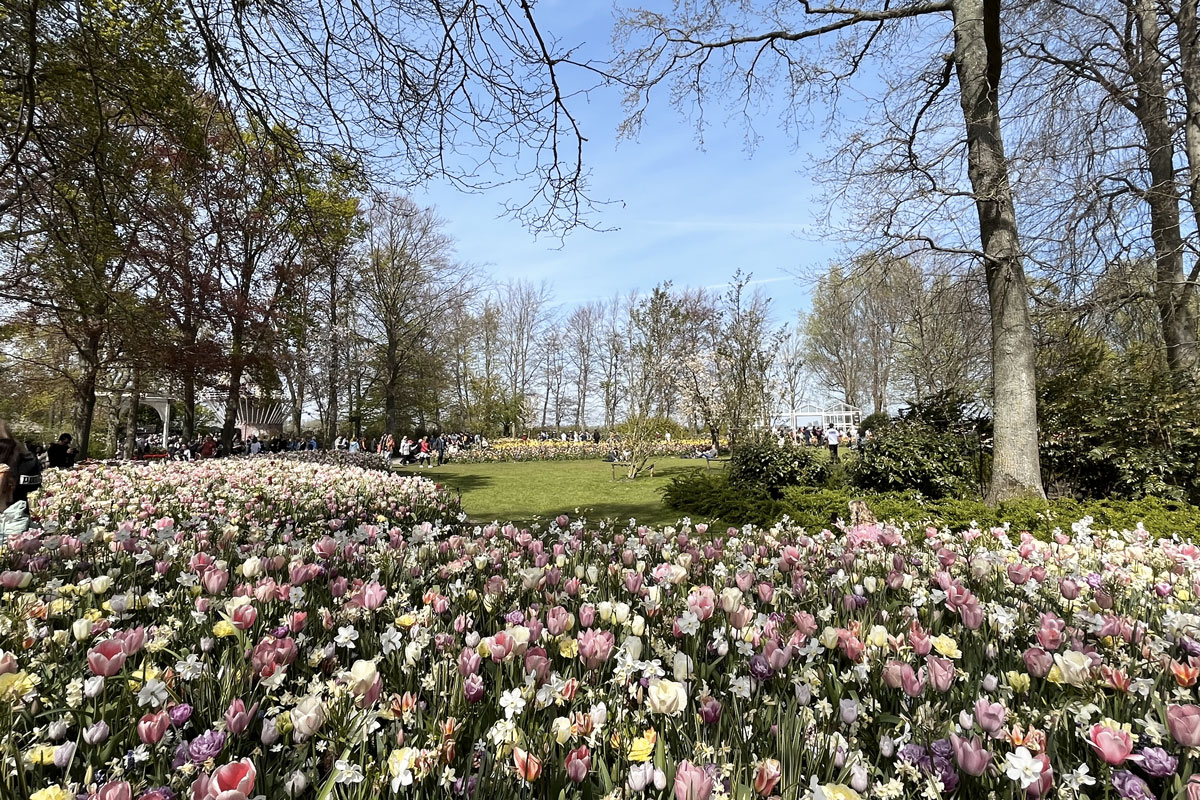 Tulipes